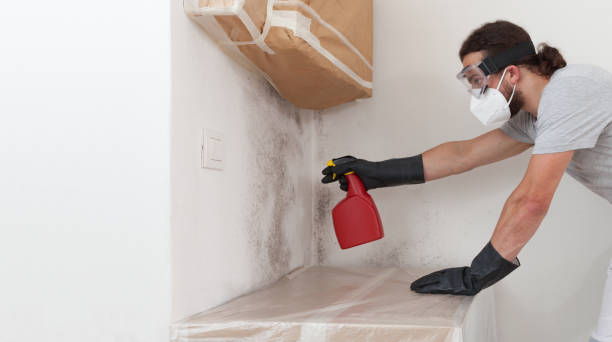 Professional Basement Mold Remediation technician working in Hallandale, FL