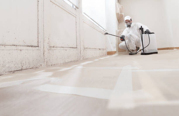24/7 Emergency Basement Mold Remediation experts in Hallandale, FL